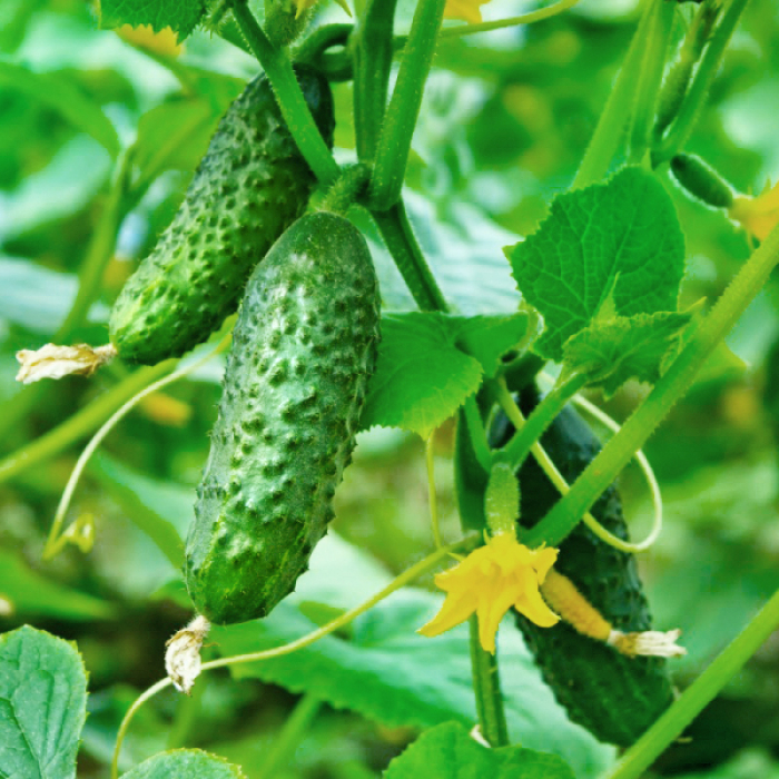 Семена Огурец Бабушкин секрет F1